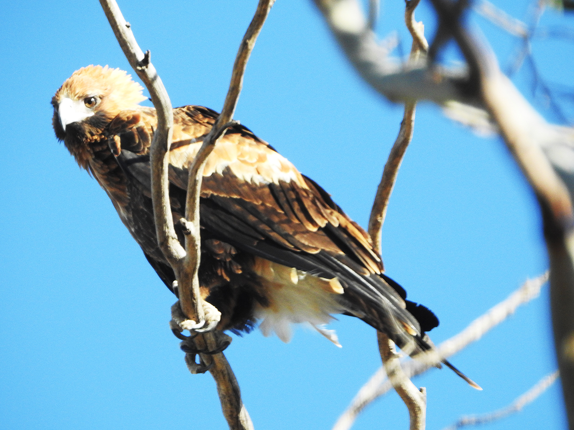 Juvenile Wedge-tailed EaglePhotograph by Camila De Gregorio