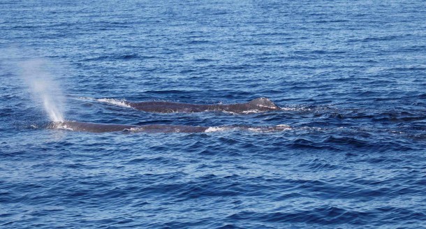 Sperm Whale2