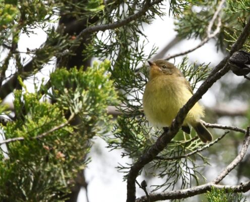 Yellow Thornbill                                                                     Photographer: Colette Livermore
