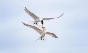 1_78_Crested Terns, Low