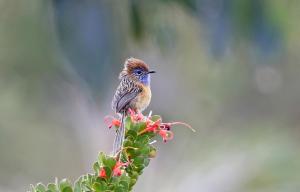 People's choiceSouthern Emu-wren by Terry Percival