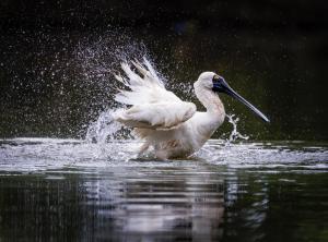 7th PlaceRoyal Spoonbill by Maria Mazo