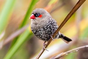 4th Place Red-eared Firetail by Geoff Ball