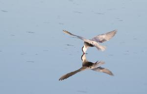 Winner of the Bird in Flight PrizeWhiskered Tern by Richard Webber