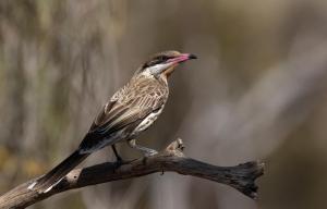 6th Place and Winner of the  Single Bird Prize Spiny-cheeked Honeyeater by Jodie Webber