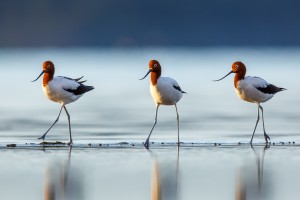 Red-necked Avocets                   