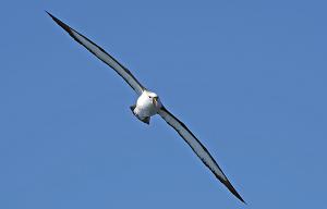 Equal 4th place Indian Yellow Nosed Albatrossby Roksana Boreli