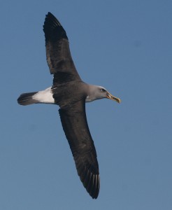 Buller's Albatross        Winner of the Bird in Flight Prize           