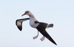 equal 10th place Buller's Albatross walking on air by Jodi Webber